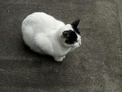 -梅记大块头爆鱼店(乍浦路店)