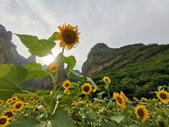 -神农山景区