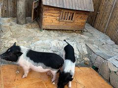 -HERRE·FARM 赫尔露营农场·团建聚会包场