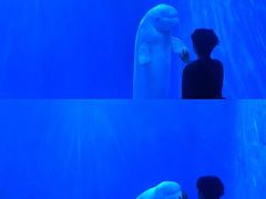 -多彩贵州城极地海洋世界