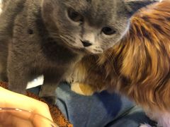 -平行世界·猫咖(首经贸店)