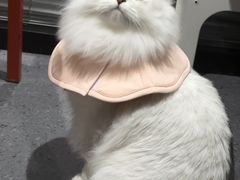 -伟伟宠物医院·CT影像中心·瑞派犬猫综合性门诊(汉口总院)