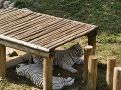 -石家庄市动物园