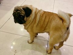 -牛叔鲜羊肉铜火锅(远东小区店)