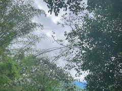 -西双版纳原始森林公园