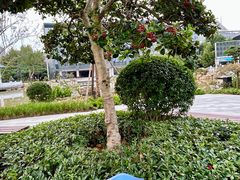 -金陵中学(河西分校)