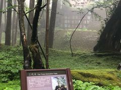 -阿里山神木遗迹