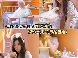 深圳首家️安哥拉巨兔体验馆超萌超可爱