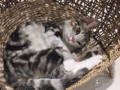 -飞行喵MR PILOT|猫舍·猫咖(静安大融城店)