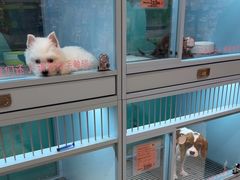 -FAELING PETS美天灵宠物(合生汇店)