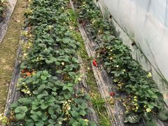 -小鱼草莓采摘园农家乐·小鱼餐厅