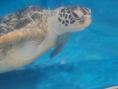 -芜湖新华联大白鲸海洋公园