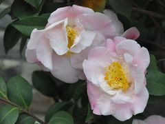 -田园东方蜜桃村的田野营地