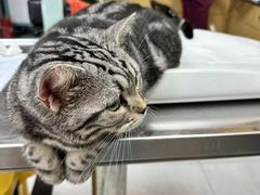 -中农大我爱我爱动物医院·核磁CT·猫病·24小时夜诊中心(石佛营店)