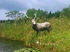 -溱湖国家湿地公园