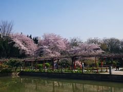 -嘉定紫藤园