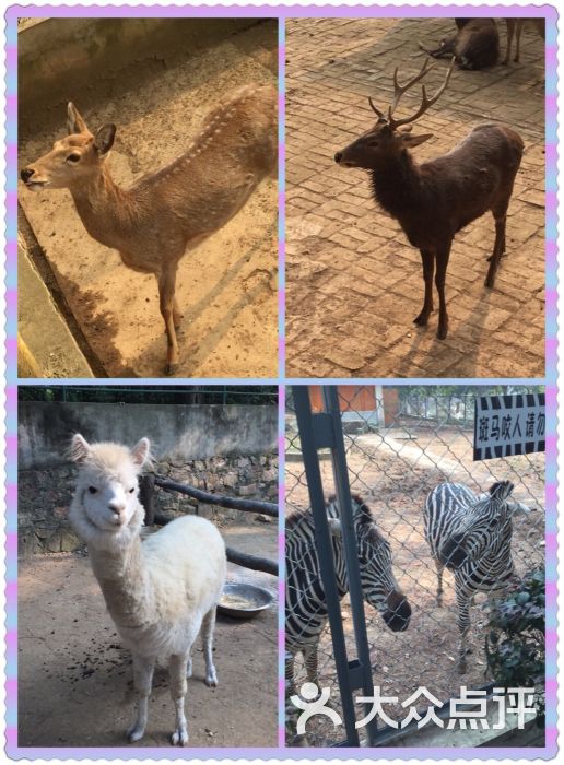 九峰森林動物園-圖片-武漢周邊遊-大眾點評網