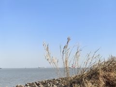 -上海滨江森林公园