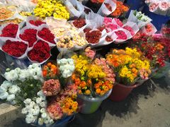 -三圣花乡旅游区