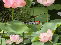 -大宁公园
