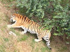 -青藏高原野生动物园