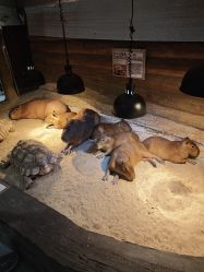 -Zoolung Zoolung动物主题公园(海信广场店)