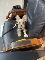 -周忆刺青原创设计定制