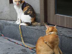 -Again Coffee Roaster(香蜜湖店)