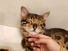 -Let's go狗咖·猫咖·奶狗·桌游(春熙路IFS店)