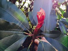 -西湖外事游船(花港观鱼码头)