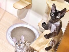 猫咪寄养房间-Double Rui宠物酒店