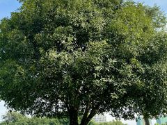 -重庆中央公园(渝北区)