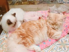 -more than meow吴止猫主题餐厅(承德 中船汇店)