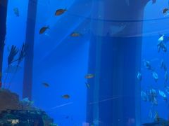 -迪拜水族馆及水下动物园