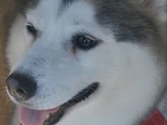 -Husky Go! 哈士奇体验馆·宠物咖啡厅狗咖