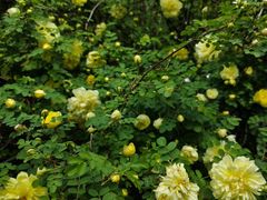 -长春公园(普阳街道)