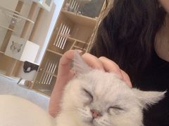 -猫域·湾主题猫咖·宠物吧(南坪城市广场店)