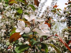 -长白岛森林公园