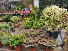 -曲阳花鸟市场(曲阳路店)