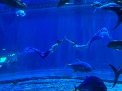 -华夏文旅海洋公园