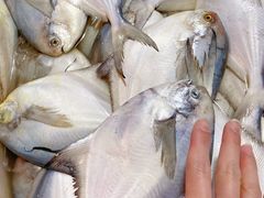 -芦潮港集贸市场