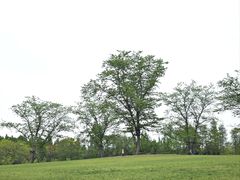 -上海滨江森林公园