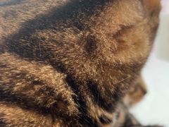 -纳吉亚猫专科动物医院·北北分院