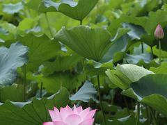 -四川大学(华西校区)