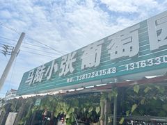 -马陆小张葡萄园农家乐