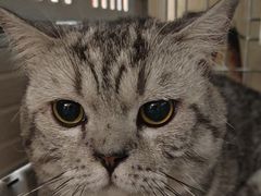-北京观赏动物医院·24小时大型综合·猫专科·异宠专科