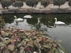 -太阳部落