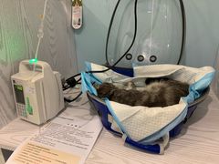 -纳吉亚猫专科动物医院·北北分院