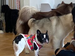 -Let's go狗咖·猫咖·奶狗·桌游(春熙路IFS店)
