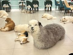 -安格丽娜·狗咖·猫咖羊驼咖(春熙路百盛商场店)